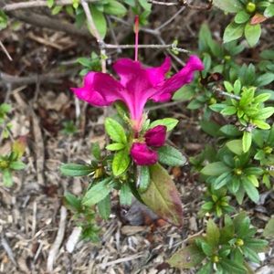 Meet your Posher, Lupe